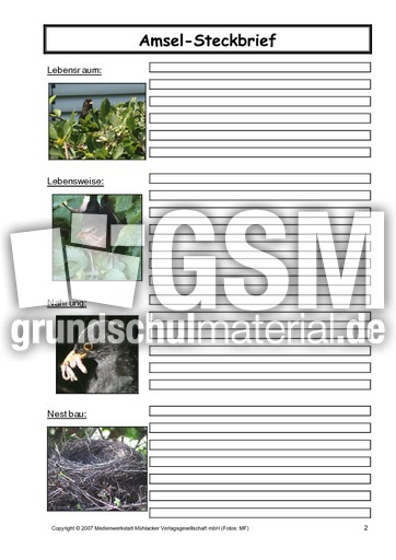 Amsel-Steckbrief-C-2.pdf